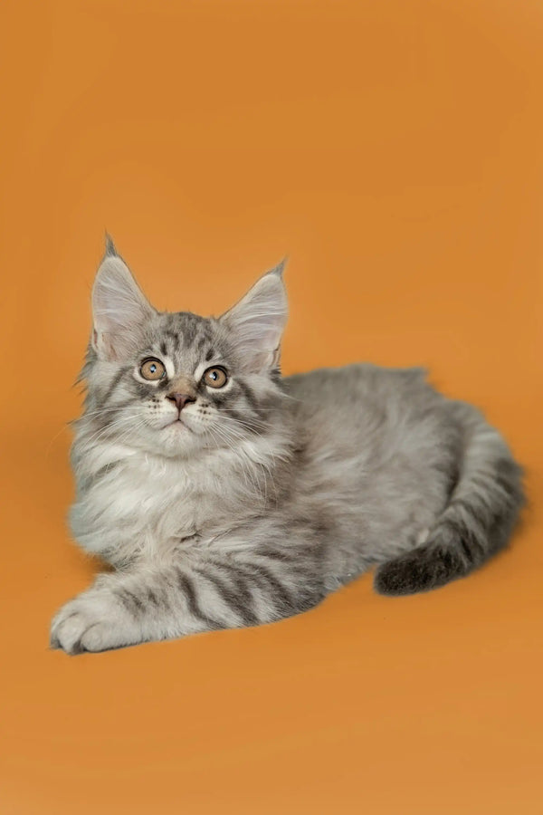 Adorable Gray and White Maine Coon Kitten with Alert Green Eyes, named Tod