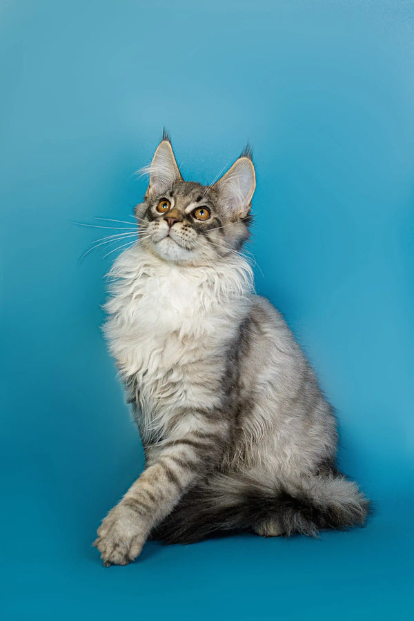 Gray and white Maine Coon kitten sitting upright with an alert expression