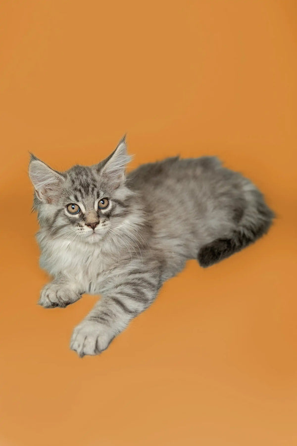 Adorable Gray and White Maine Coon Kitten named Tod lounging cutely