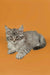 Gray tabby Maine Coon kitten with fluffy fur and bright green eyes