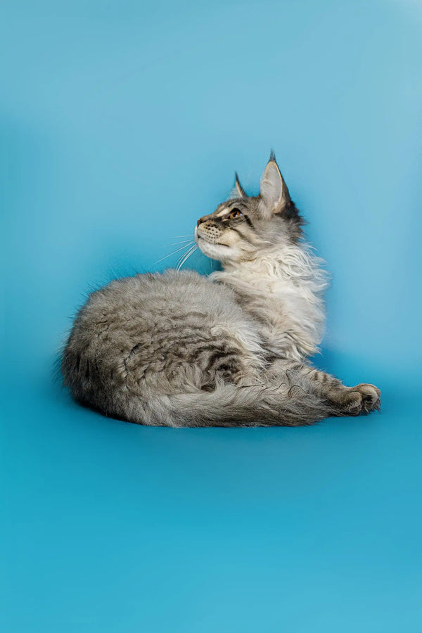 Gray and white Maine Coon kitten sitting sideways, showcasing its fluffy fur