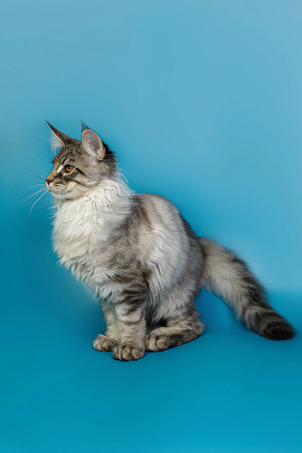 Long-haired Maine Coon kitten sitting upright with a fluffy coat, super cute!