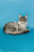 Long-haired Maine Coon kitten with tufted ears lounging against a blue backdrop
