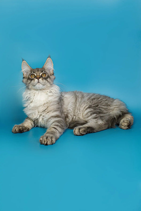 Gray and white Maine Coon kitten lying down with an alert expression