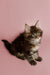 Fluffy Maine Coon kitten named Todd with alert expression and pointed ears