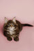 Fluffy Maine Coon kitten named Todd with wide eyes and pointed ears