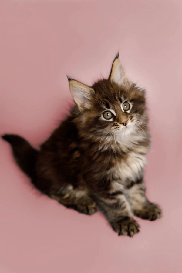 Fluffy Maine Coon kitten named Todd with wide eyes and perked ears