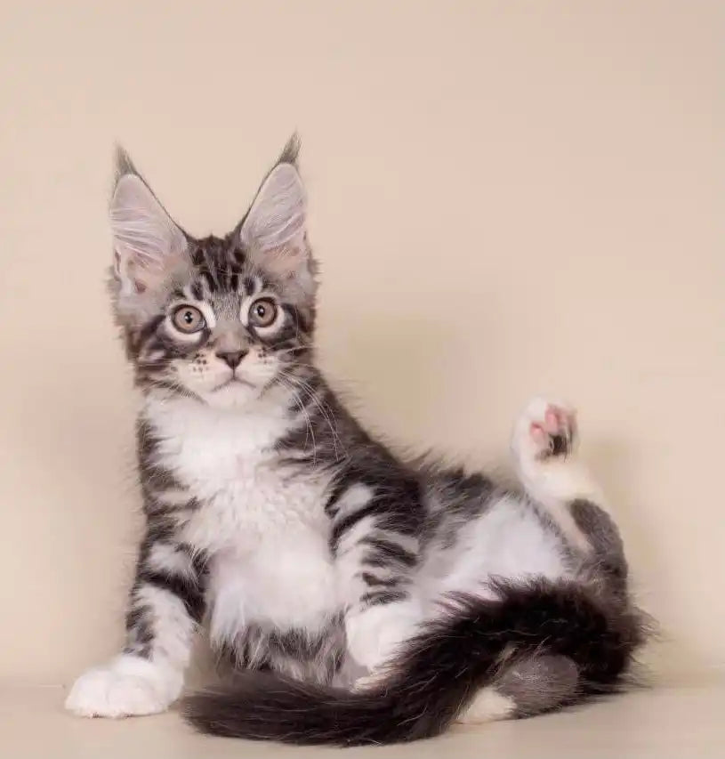 Maine Coon Kittens and Cats for Sale Tody | Kitten