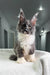 Gray and white Maine Coon kitten with ear tufts and long whiskers in Toffee product