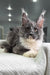 Gray and white Maine Coon kitten Toffee with big ears and long whiskers