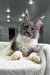 Gray and white Maine Coon cat with ear tufts relaxing on soft fabric in Toffee product