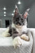 Grey and white Maine Coon kitten Toffee with ear tufts relaxing on a cozy blanket