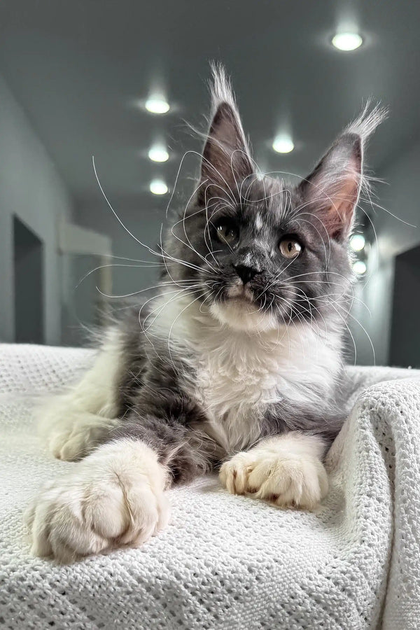 Grey and white Polydactyl Maine Coon kitten Toffee lounging on soft fabric