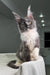 Majestic grey and white Maine Coon cat sitting on a cozy knitted surface