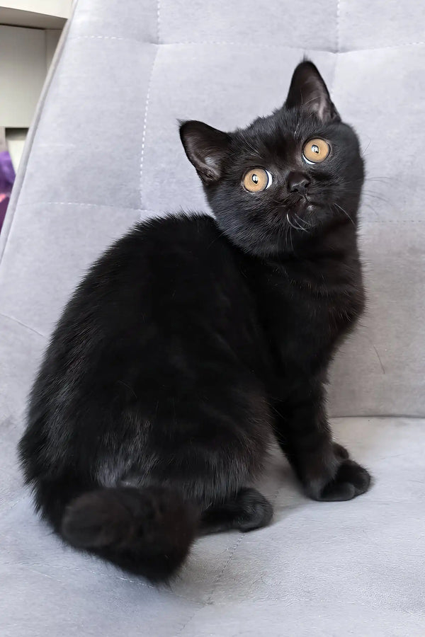 Tom | british shorthair kitten