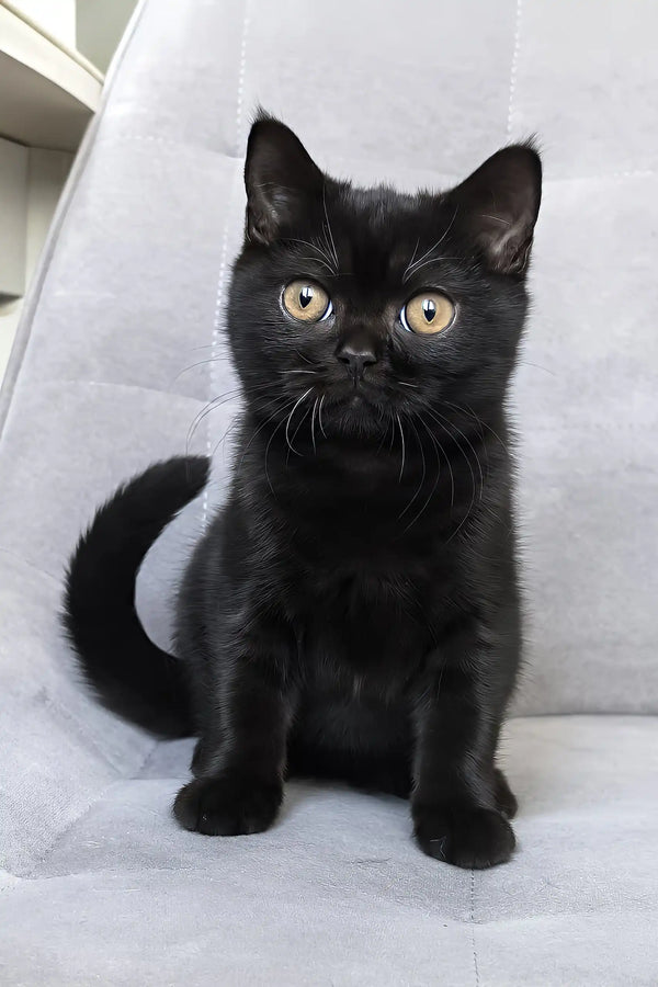 Tom | british shorthair kitten