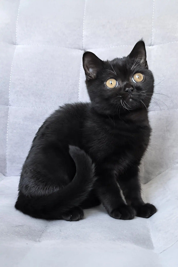 Tom | british shorthair kitten