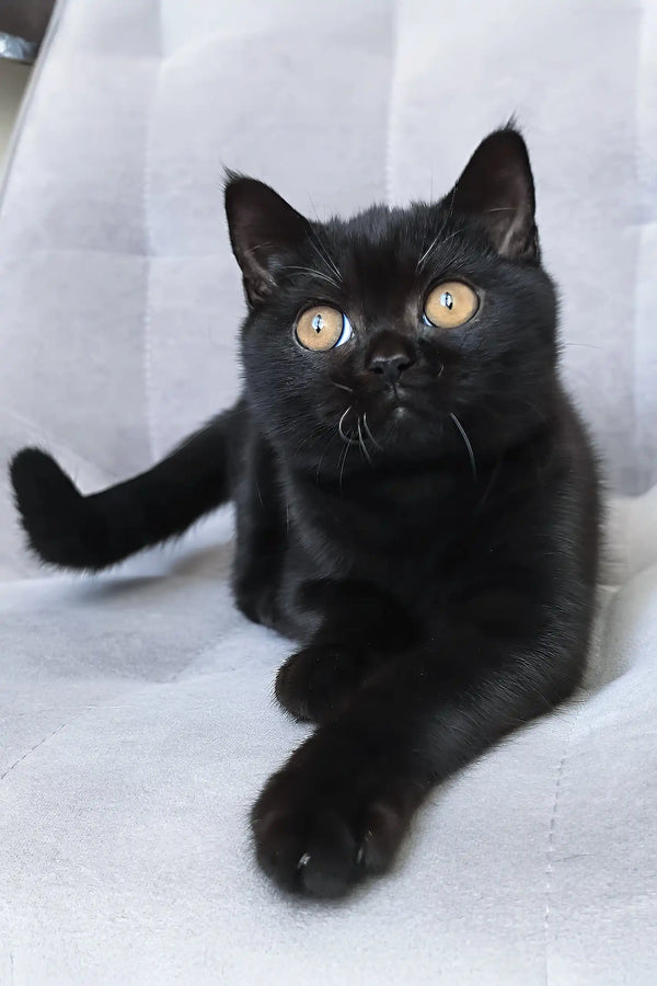 Tom | british shorthair kitten