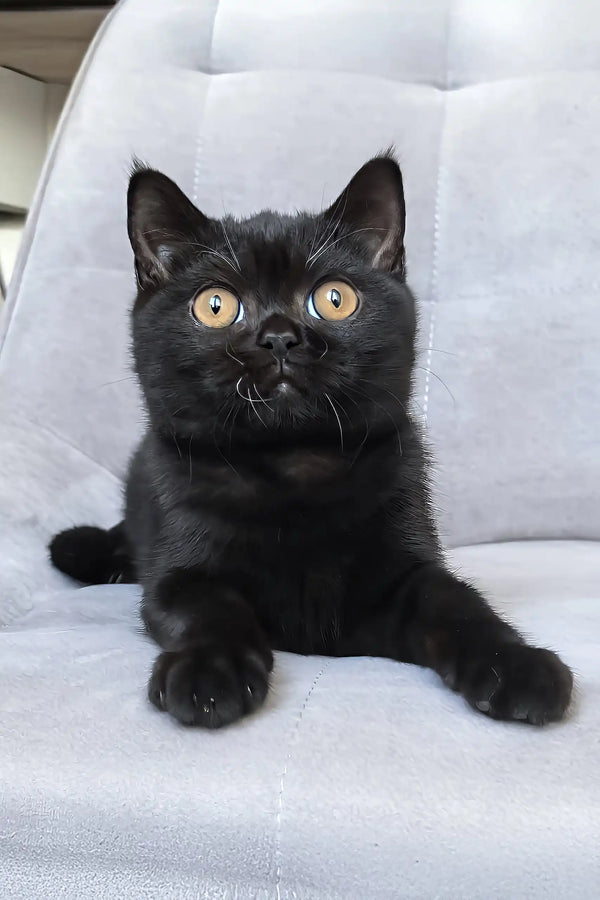 Tom | british shorthair kitten