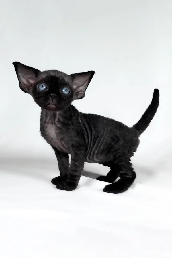 Tom | devon rex kitten