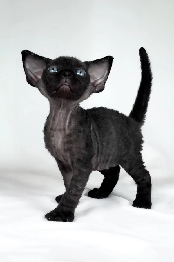 Tom | devon rex kitten
