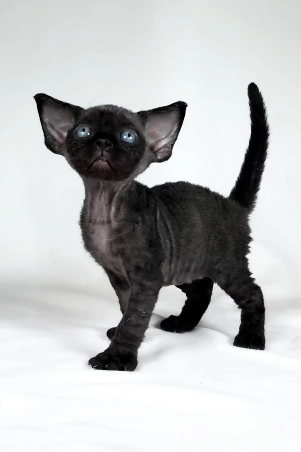 Tom | devon rex kitten