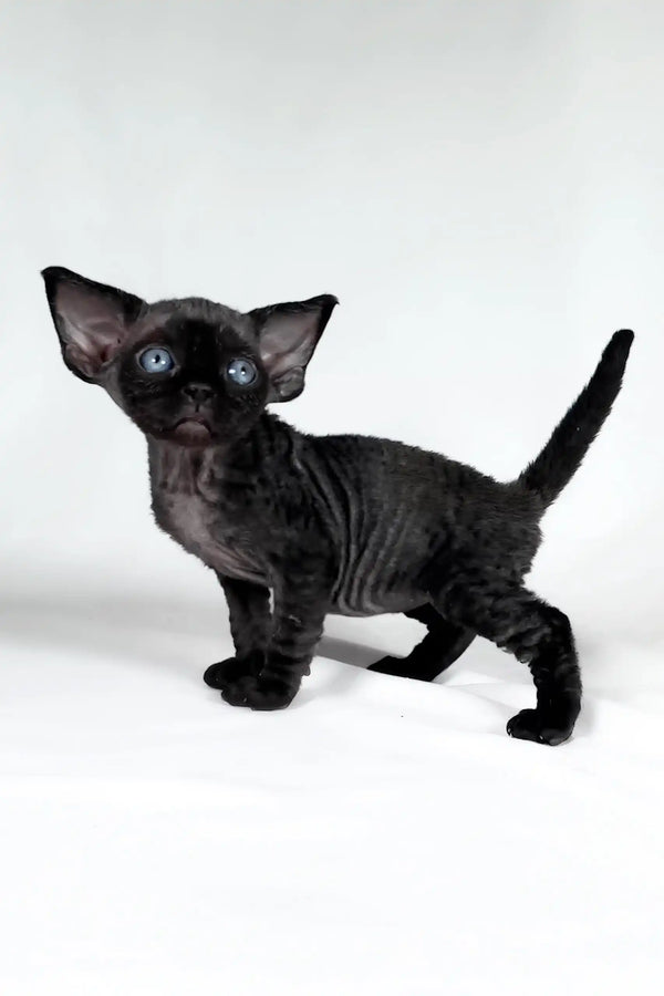 Tom | devon rex kitten