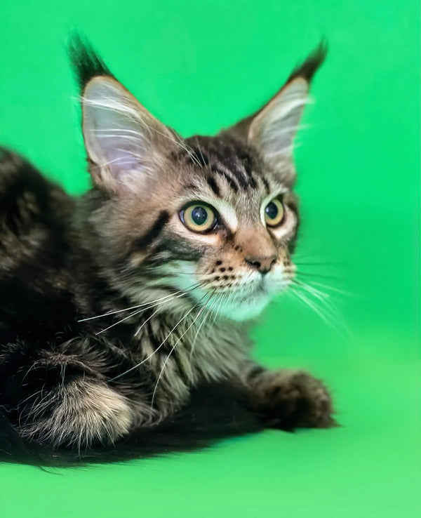 Maine Coon Kittens for Sale Tom | Kitten