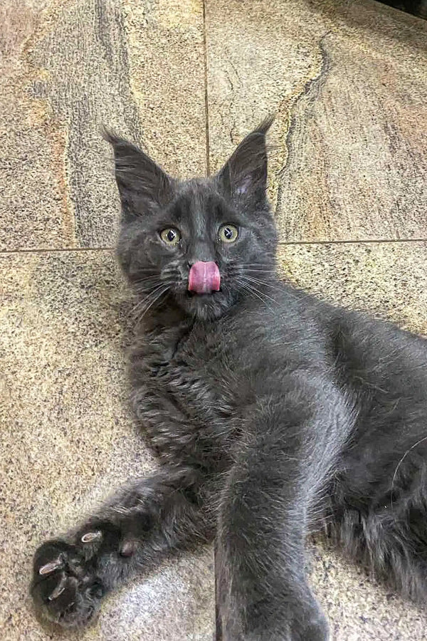Gray Maine Coon kitten named Tom with its tongue out, looking super cute and playful