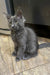 Gray Maine Coon kitten with alert ears and bright eyes sitting on tiled floor