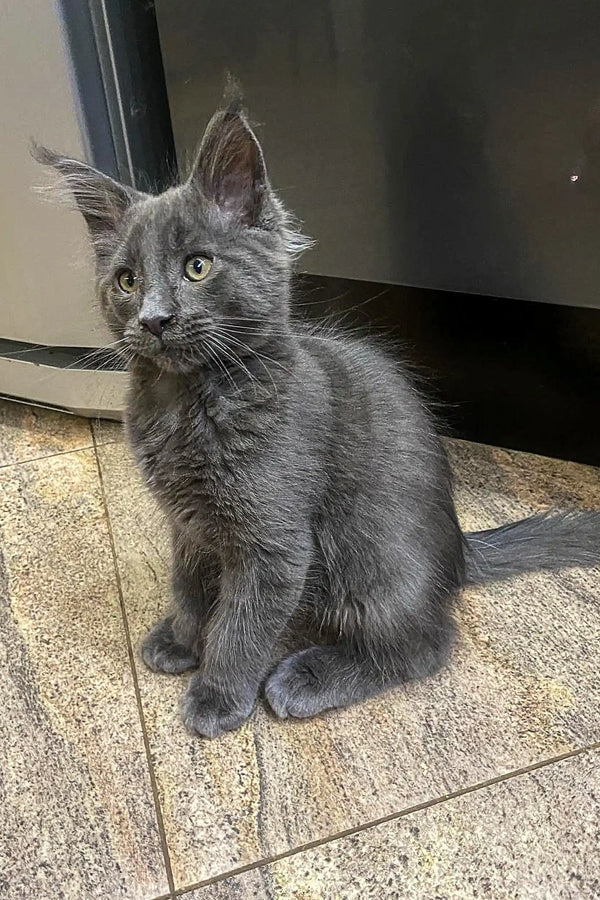 Gray Maine Coon kitten with alert ears and bright eyes sitting on tiled floor