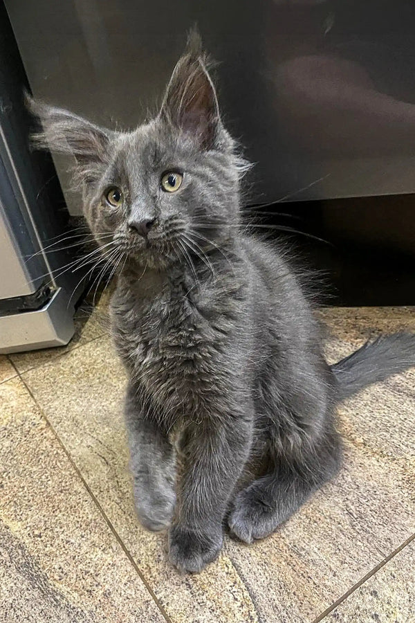 Gray fluffy Maine Coon kitten with alert eyes and perky ears ready for playtime