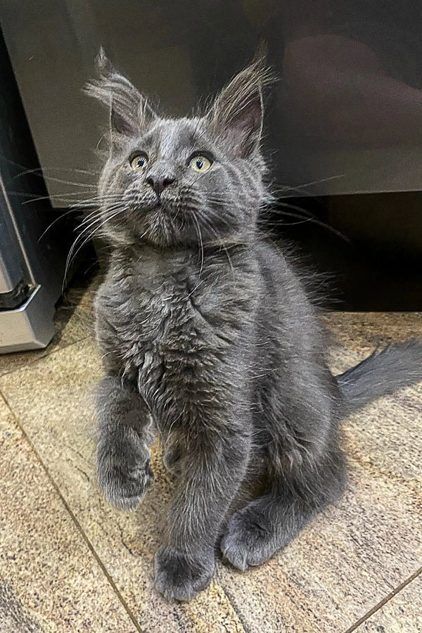 Gray fluffy Maine Coon kitten with wide eyes and cute ear tufts