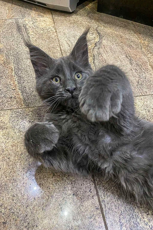 Gray fluffy Maine Coon kitten with bright eyes lying on its back