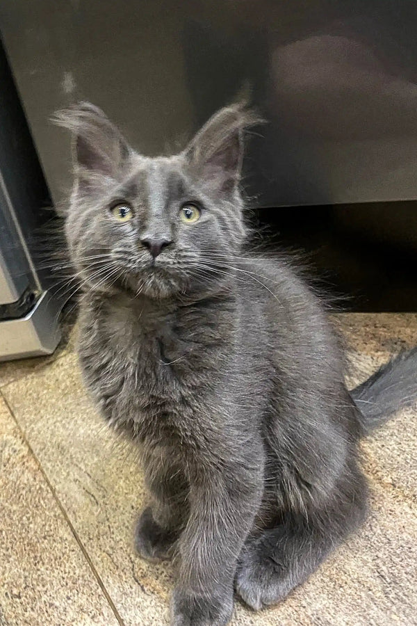 Gray Maine Coon kitten with ear tufts and alert expression, perfect for cat lovers
