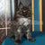 Adorable black and white Maine Coon kitten named Tom sitting upright with bright eyes