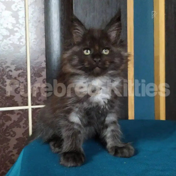 Fluffy dark-colored Maine Coon kitten Tom with bright eyes sitting upright