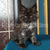 Fluffy dark-colored Maine Coon kitten Tom sitting upright with bright eyes