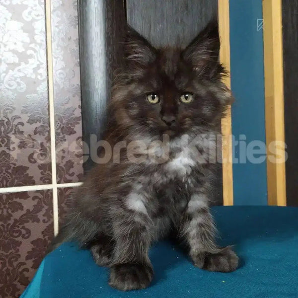 Fluffy dark-colored Maine Coon kitten Tom sitting upright with bright eyes