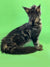 Long-haired tabby cat Tom, a Maine Coon kitten, ready for an igg antibody test