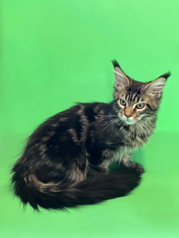 Fluffy Tabby cat chilling with bright green backdrop for Tom Maine Coon Kitten