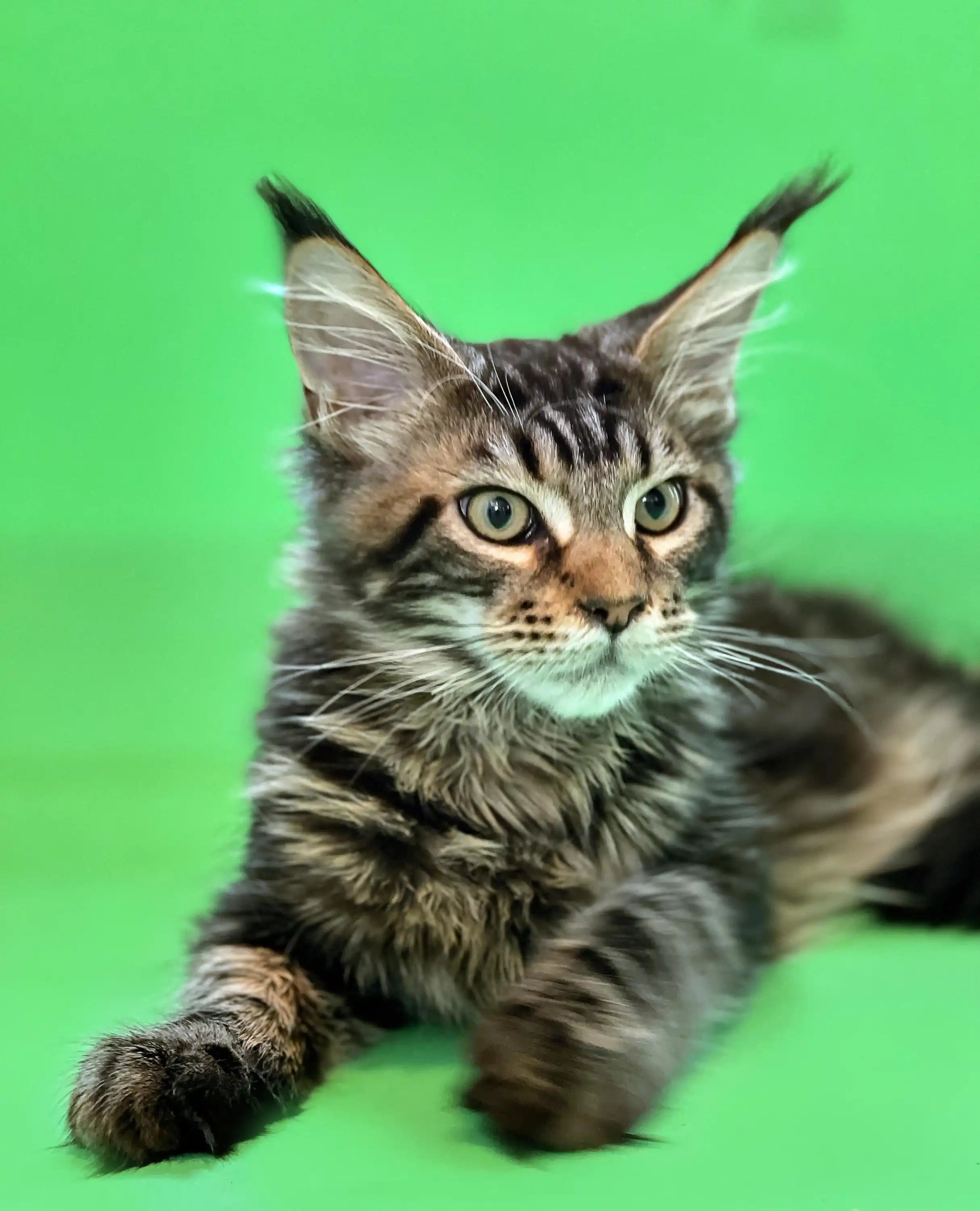 Maine Coon Kittens for Sale | Cats For Tom | Kitten