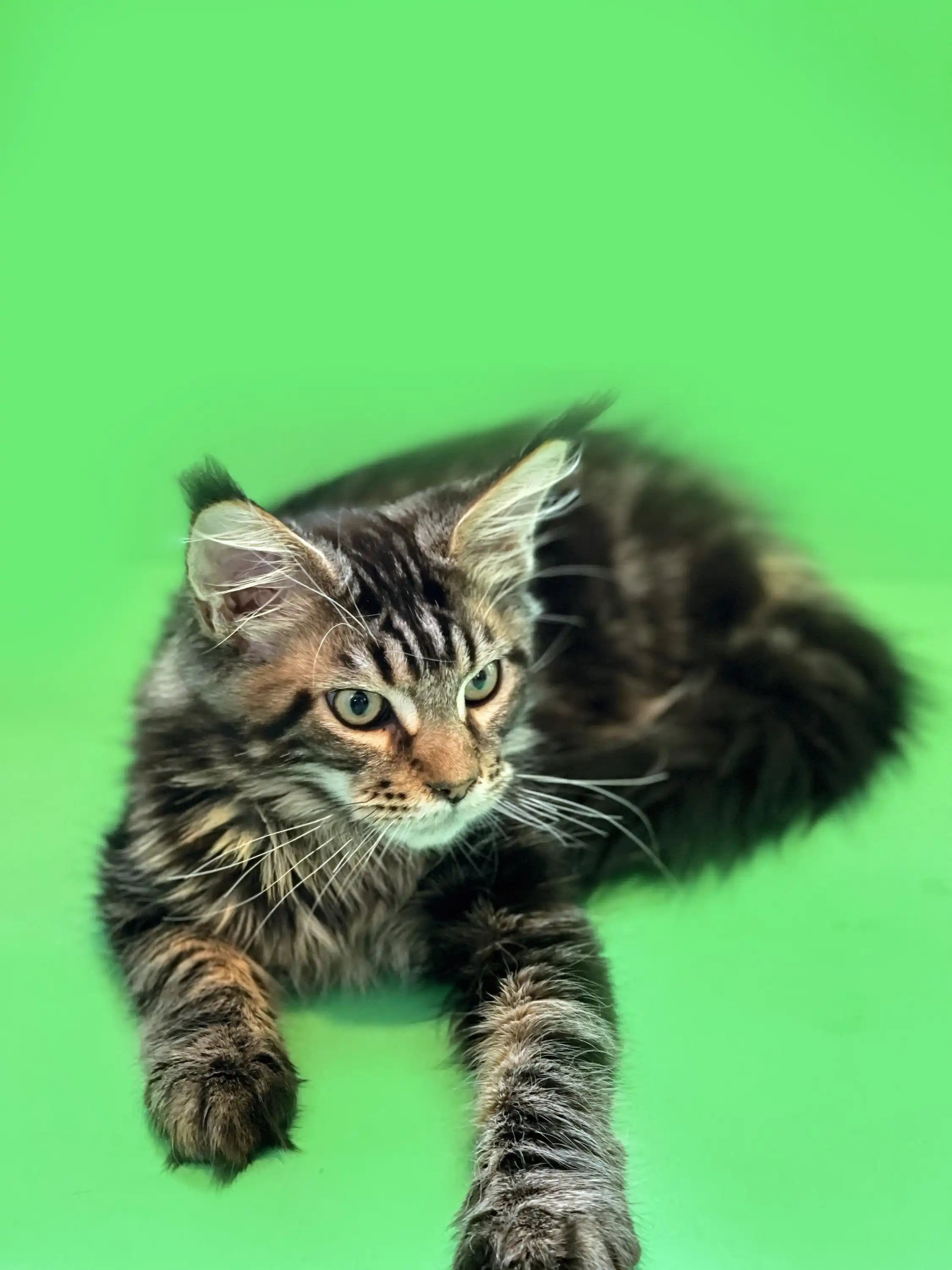 Maine Coon Kittens for Sale | Cats For Tom | Kitten