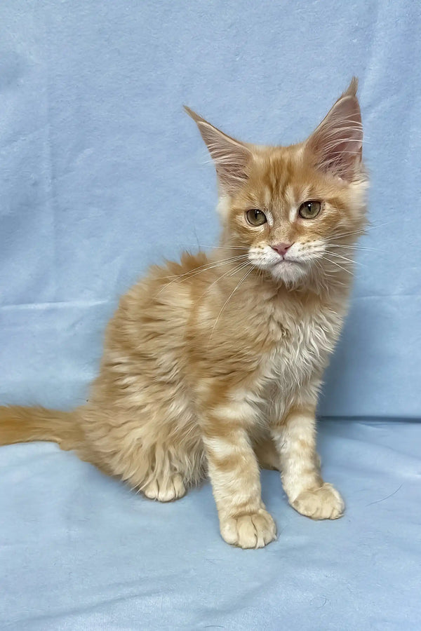 Tomas | maine coon kitten