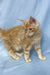 Tomas | maine coon kitten