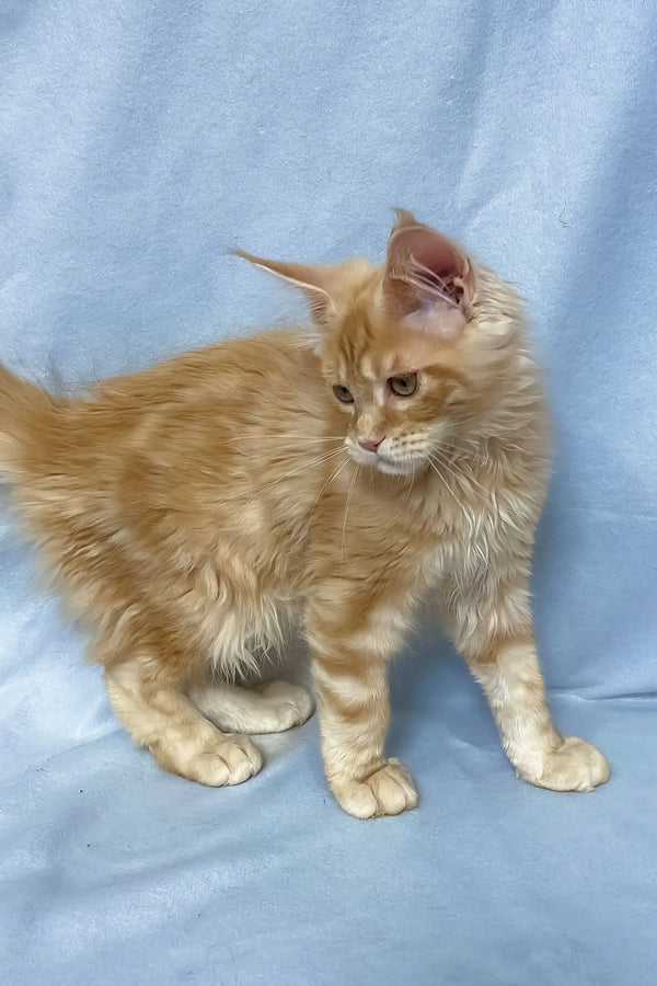Tomas | maine coon kitten