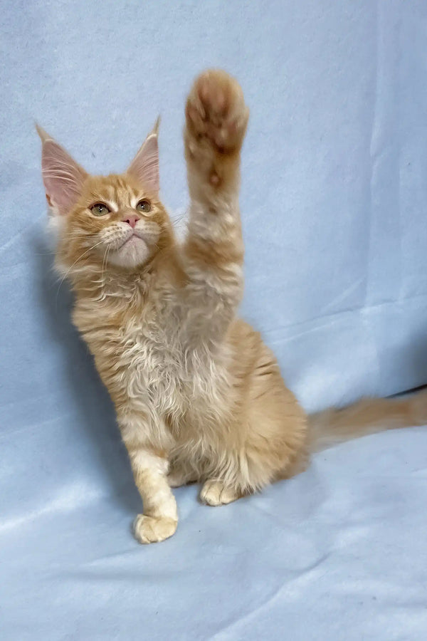 Tomas | maine coon kitten