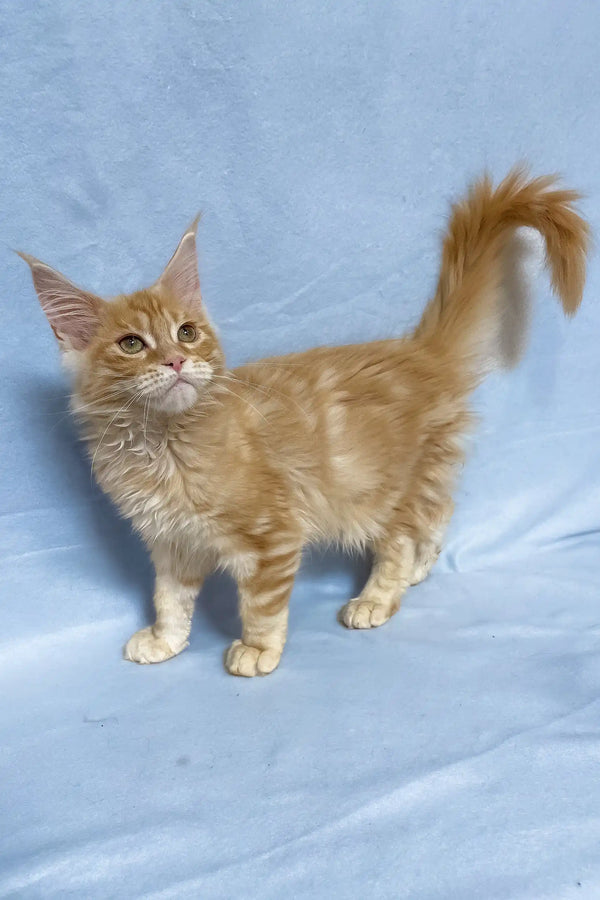 Tomas | maine coon kitten