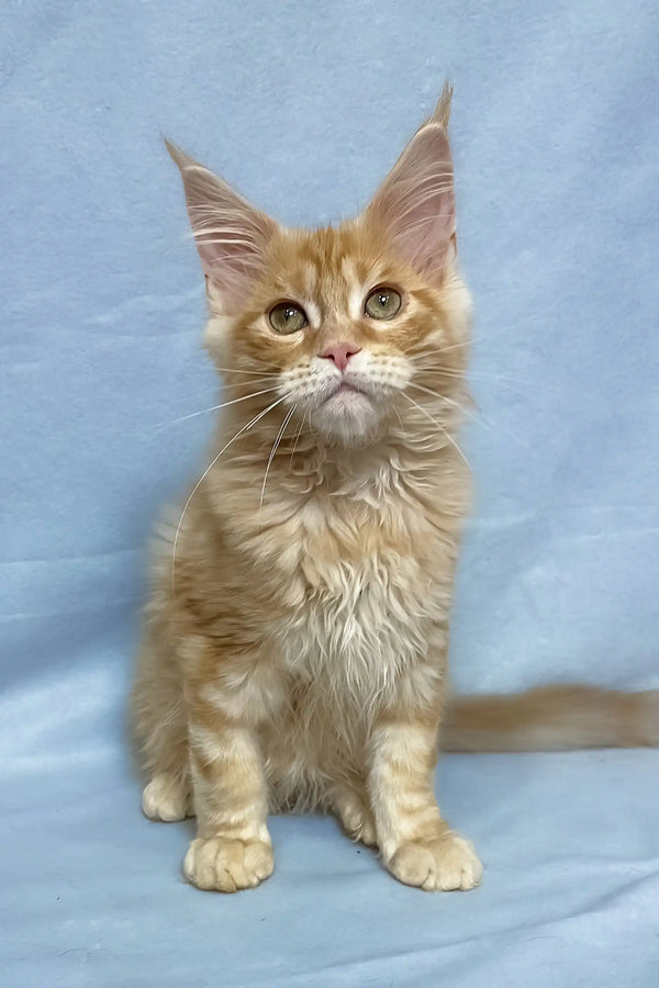 Tomas | maine coon kitten