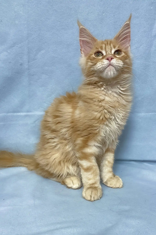 Tomas | maine coon kitten